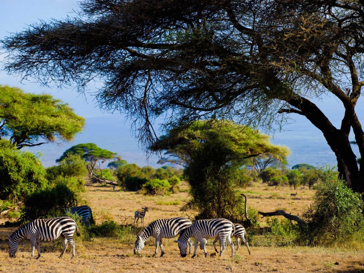Zebras Safari Kenya