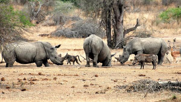 Rhino sharing