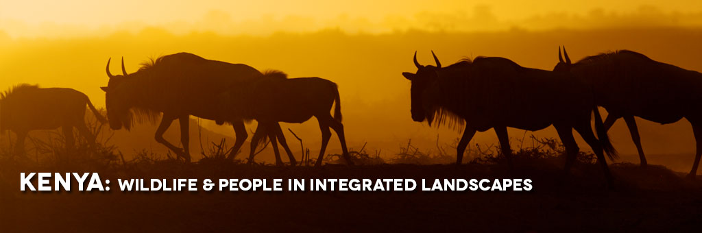 Kenya - wildlife & individuals integrated landscapes as their populations happen